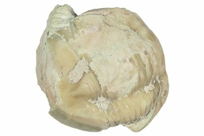 Bargain, Enrolled Illaenus Trilobite Fossil - Russia #363275